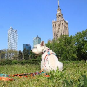 Nylon Harness – Travel