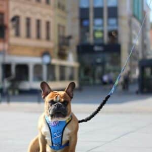 Pressure Free Harness – Blue Graffiti