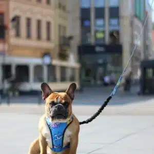 Pressure Free Harness – Blue Graffiti