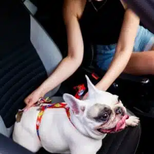 Safety Belt - Red Graffiti